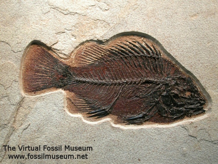 Photo:  fossil fish
